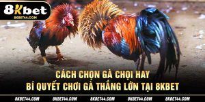 Cách Chọn Gà Chọi Hay – Bí Quyết Chơi Gà Thắng Lớn tại 8Kbet