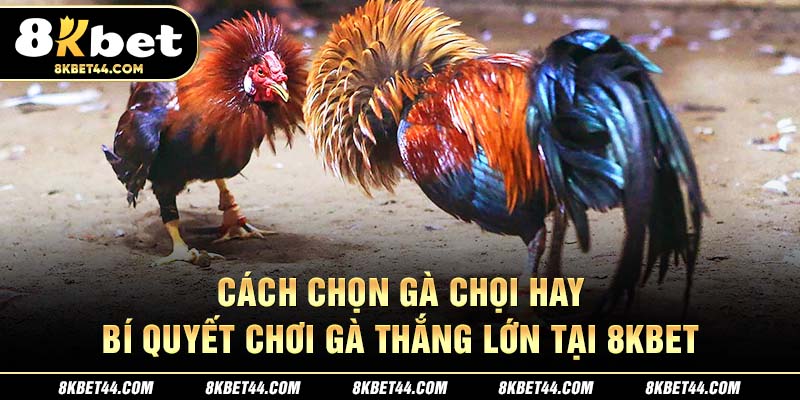 Cách Chọn Gà Chọi Hay – Bí Quyết Chơi Gà Thắng Lớn tại 8Kbet