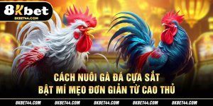 Cách Nuôi Gà Đá Cựa Sắt - Bật Mí Mẹo Đơn Giản Từ Cao Thủ