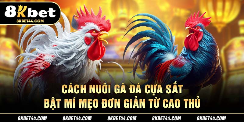 Cách Nuôi Gà Đá Cựa Sắt - Bật Mí Mẹo Đơn Giản Từ Cao Thủ