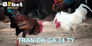 trận đá gà 24 tỷ