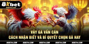 Vảy Gà Vấn Cán – Cách Nhận Biết Và Bí Quyết Chọn Gà Hay